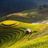 Rice-scape-Mu-Cang-Chai-Vietnam-800×600