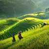 Travelbay_Vietnam_Tours_-_Rice_Fields_Sapa